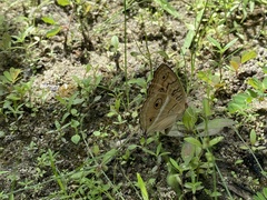 Junonia almana