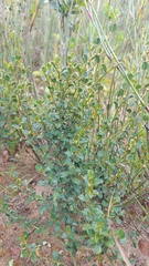 Podalyria microphylla