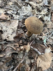 Boletus subvelutipes