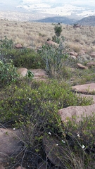 Ancylobothrys capensis