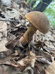 Boletus subvelutipes