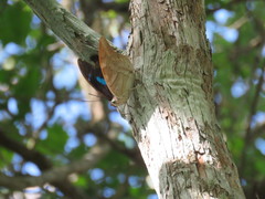 Archaeoprepona demophon centralis