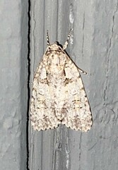 Acronicta ovata