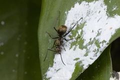 Polyrhachis illaudata
