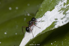 Polyrhachis laevissima