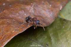 Stictoponera bicolor