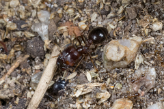 Carebara