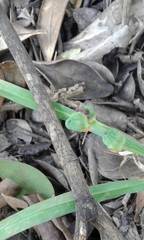 Iridaceae