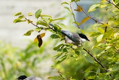 Cyanopica cyanus