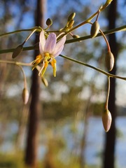 Dianella longifolia