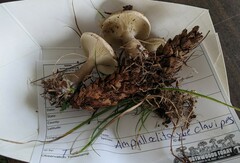 Ampulloclitocybe clavipes