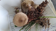 Ampulloclitocybe clavipes