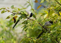 Cyanopica cyanus