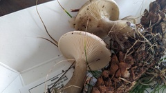 Ampulloclitocybe clavipes