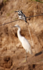 Ceryle rudis rudis