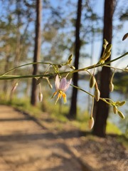Dianella longifolia