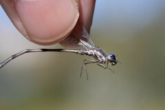 Lestes congener