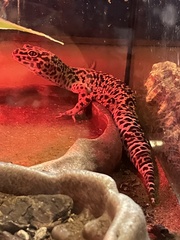 Eublepharis macularius