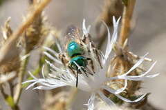 Agapostemon texanus