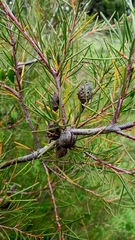 Hakea nodosa