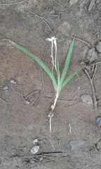 Iridaceae