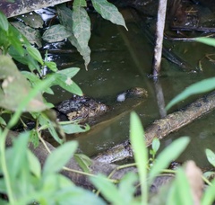 Caiman crocodilus