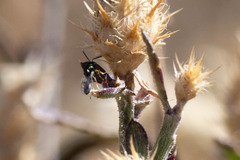 Pteromalidae