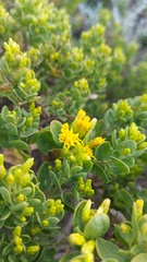 Pteronia divaricata