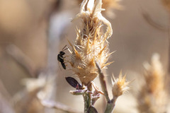 Pteromalidae