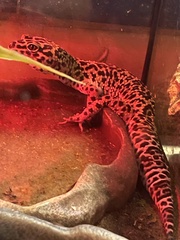 Eublepharis macularius