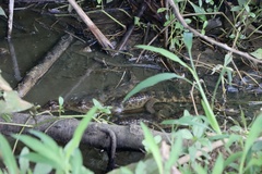 Caiman crocodilus