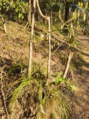 Dianella longifolia