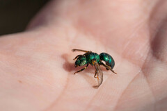 Agapostemon texanus
