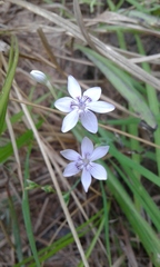 Iridaceae
