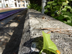 Aspidimorpha miliaris