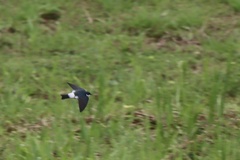 Tachycineta albilinea