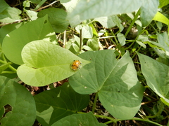 Aspidimorpha miliaris