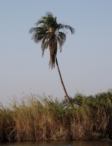 Phoenix reclinata image