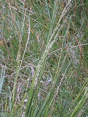 Poa labillardierei