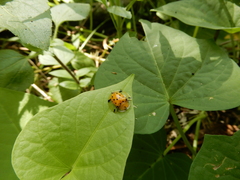 Aspidimorpha miliaris