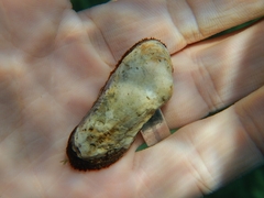 Barbatia barbata