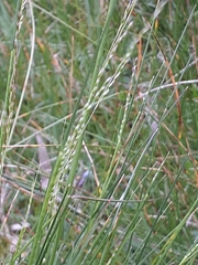 Poa labillardierei