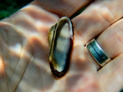 Barbatia barbata