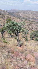 Cussonia transvaalensis