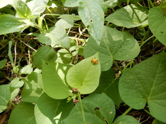 Aspidimorpha miliaris