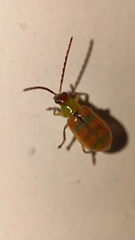 Diabrotica balteata