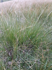 Poa labillardierei