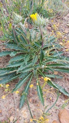 Berkheya armata