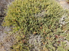 Osyris lanceolata
