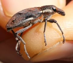 Coniocleonus pelletii